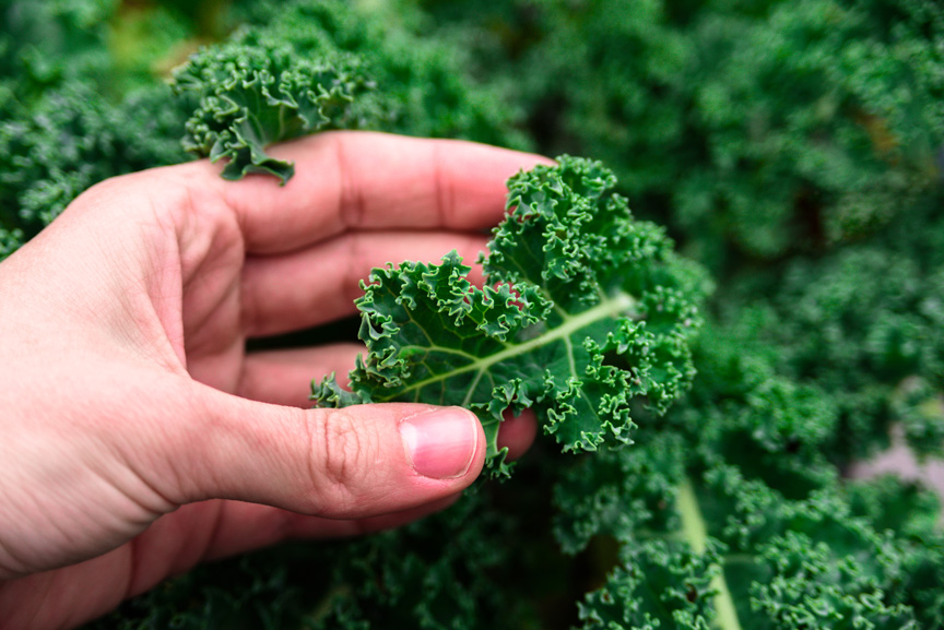 This 'Superstar' vegetable significantly lowers blood sugar